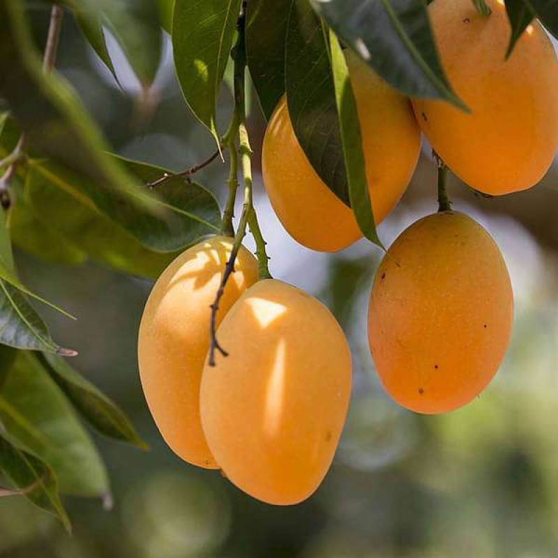 Premium Quality Mango Images